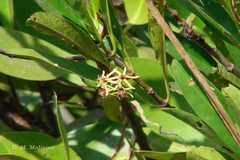 Bruguiera parviflora